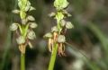 Orchis anthropophora